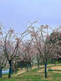 春日限定|無錫金匱公園，邂逅免費櫻花海