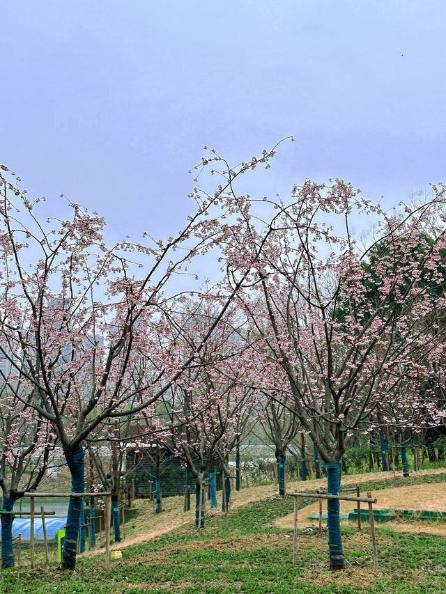 春日限定|無錫金匱公園，邂逅免費櫻花海