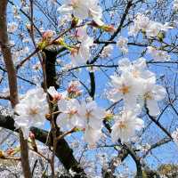 🌸日本福岡櫻花季--舞鶴公園🌸
