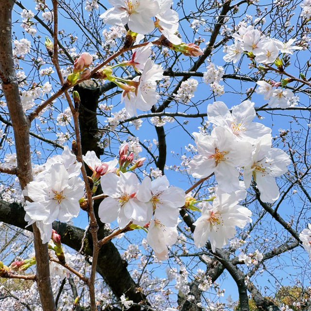 🌸日本福岡櫻花季--舞鶴公園🌸