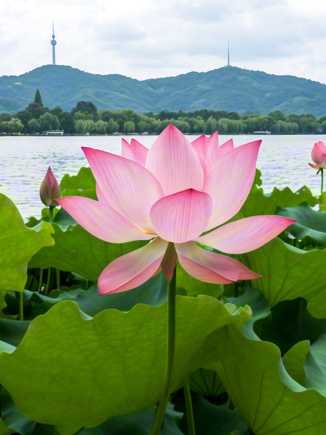 杭州賞荷攻略|一鍵解鎖江南限定浪漫！