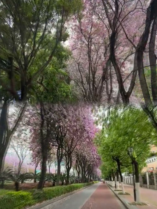 一夜紫荊花開決定了4月就去柳州