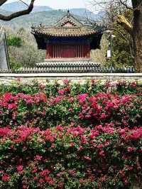 春日限定！北京最齊全杜鵑花打卡攻略！