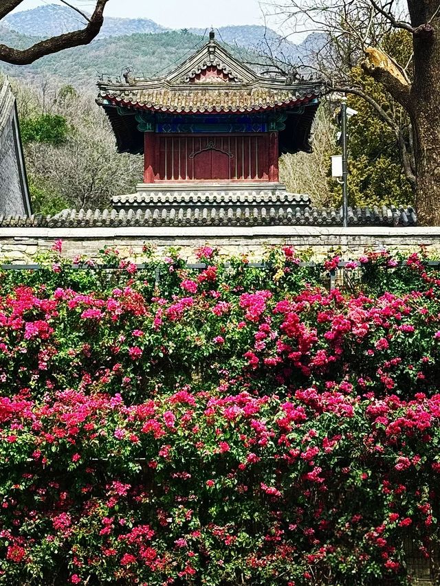 春日限定！北京最齊全杜鵑花打卡攻略！