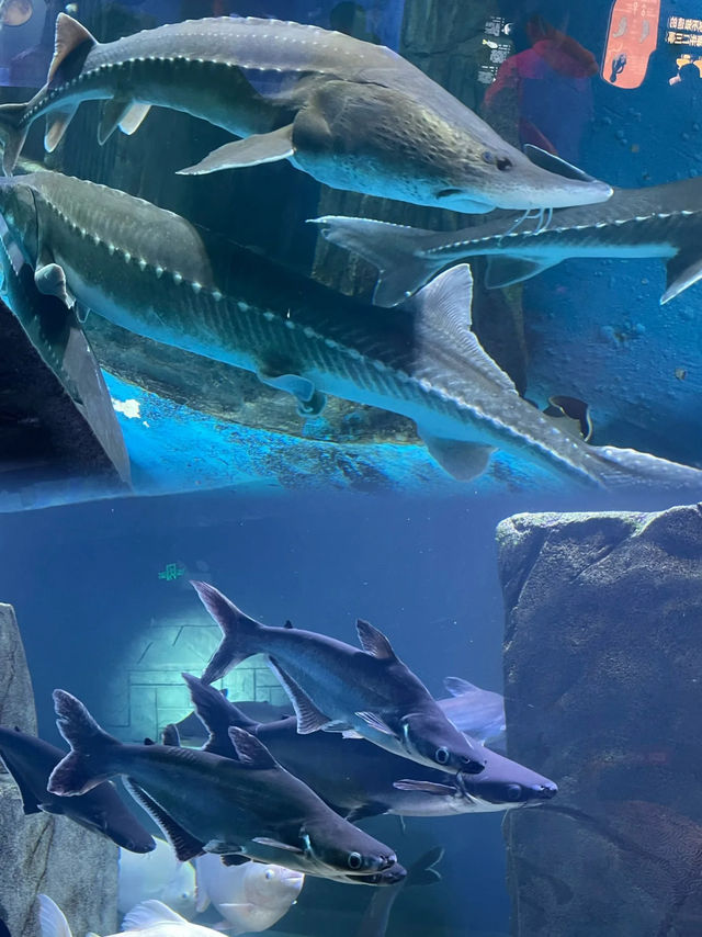 🐋【東莞海之韻海洋公園】玩足全日都唔夠⛲  