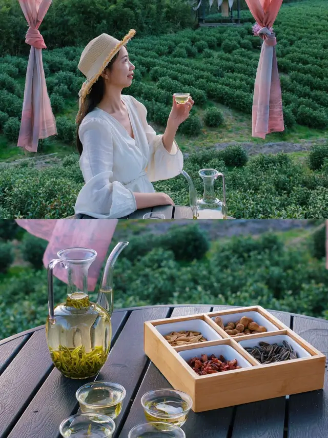 安吉採茶季都結束了，這裡還能採茶