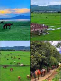 麗江拉市海：茶馬古道上的夢幻水鄉，暢享悠然時光