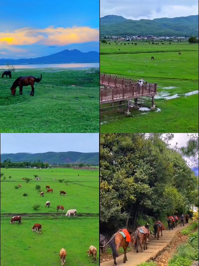 麗江拉市海：茶馬古道上的夢幻水鄉，暢享悠然時光