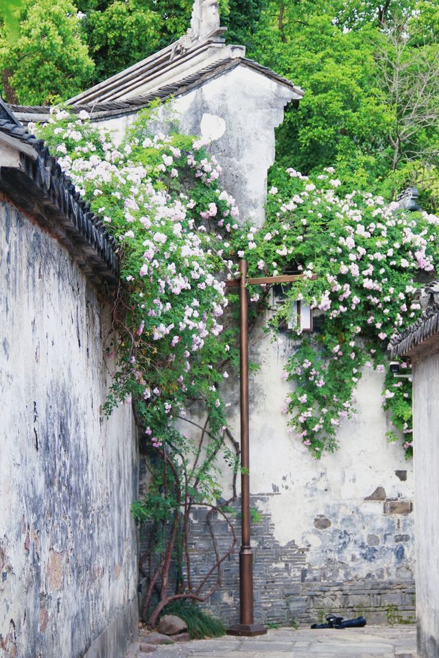 免費無錫的薔薇花瀑布已經top level啦