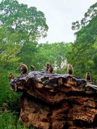 新加坡動物園會懲罰每一個唔做攻略嘅人