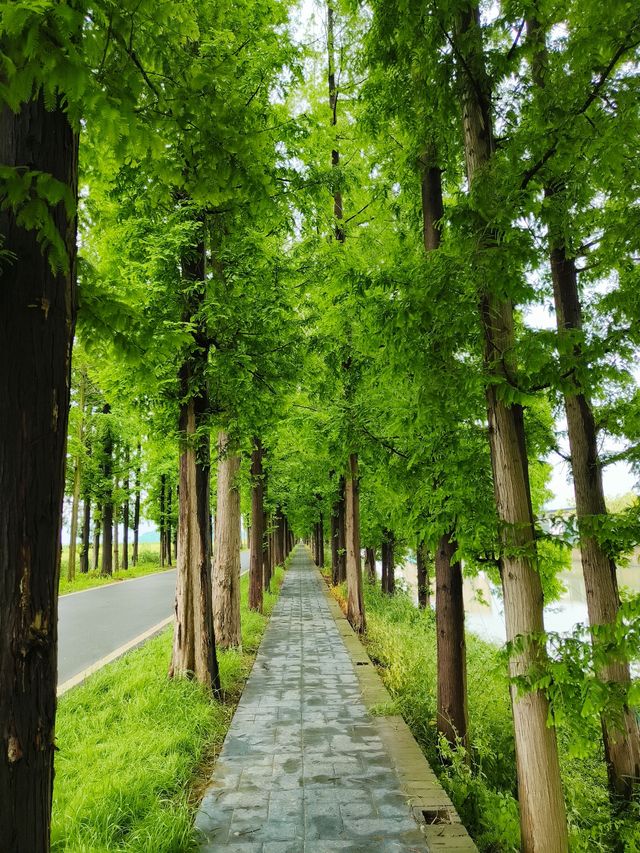 32.4  溧陽長蕩湖