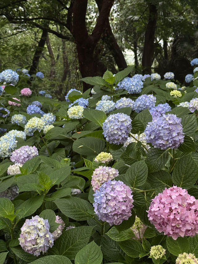 🌼無錫錫惠公園，繡球花夢幻之約