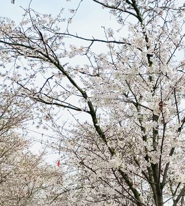 04女大學生嘅漫花莊園.冇女仔可以拒絕嘅花莊園