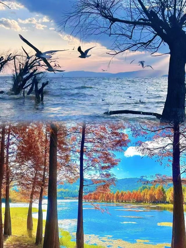 春城慢活，邂逅浪漫花海與滇池日落