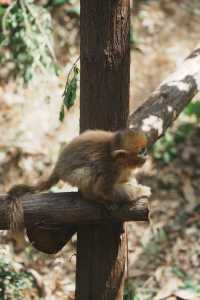 請收好這份限定攻略｜南京紅山森林動物園