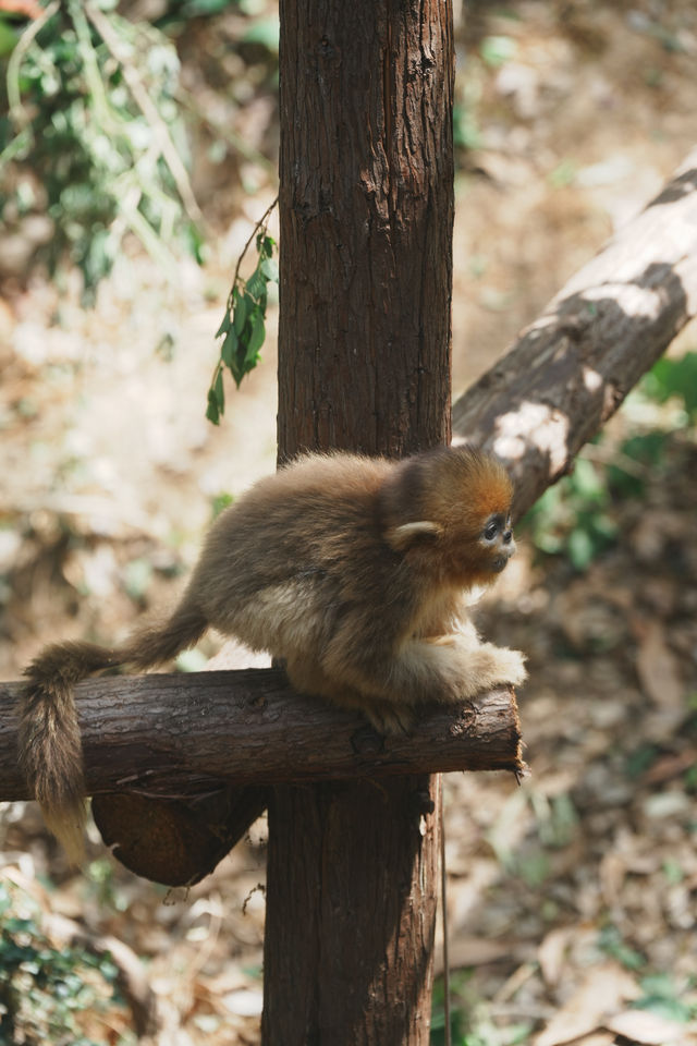 請收好這份限定攻略｜南京紅山森林動物園