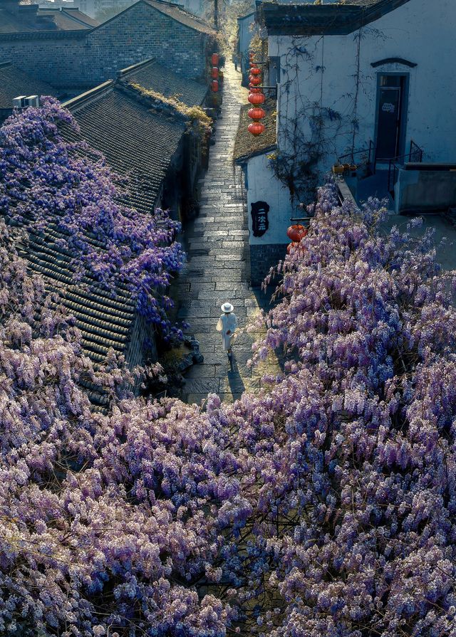 朋友圈問到癲嘅南京賞花地圖睇呢份就夠
