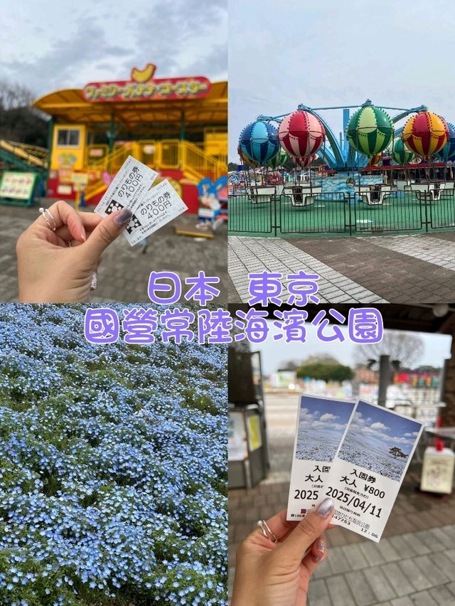 日本東京國營常陸海濱公園一日遊，賞花親子遊）🌼🎢  