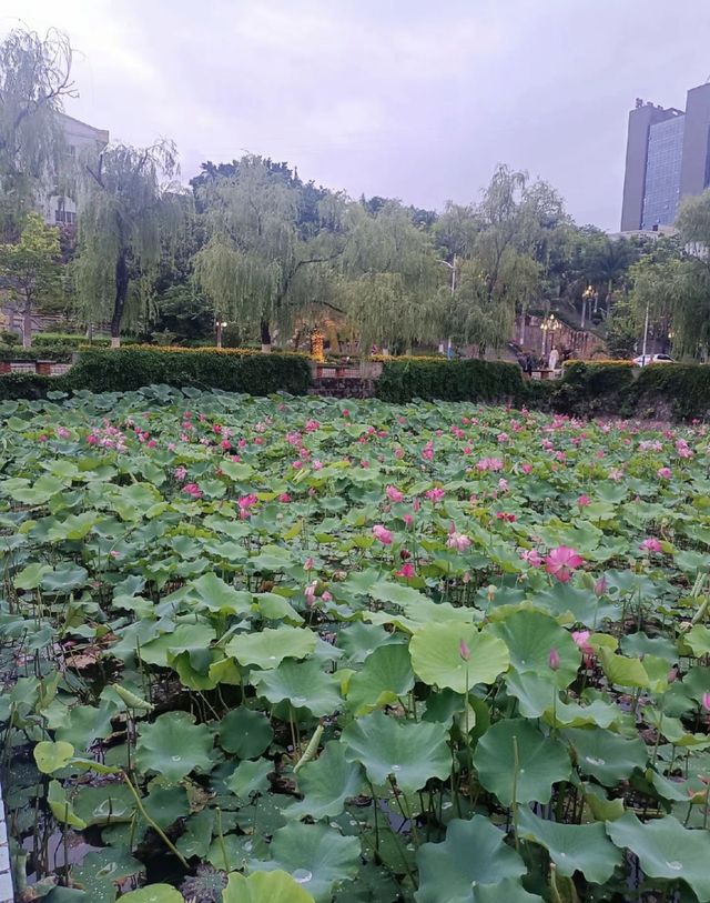 攀枝花夏日限定！探索荷花池邊的罕見双色蓮秘境🌺