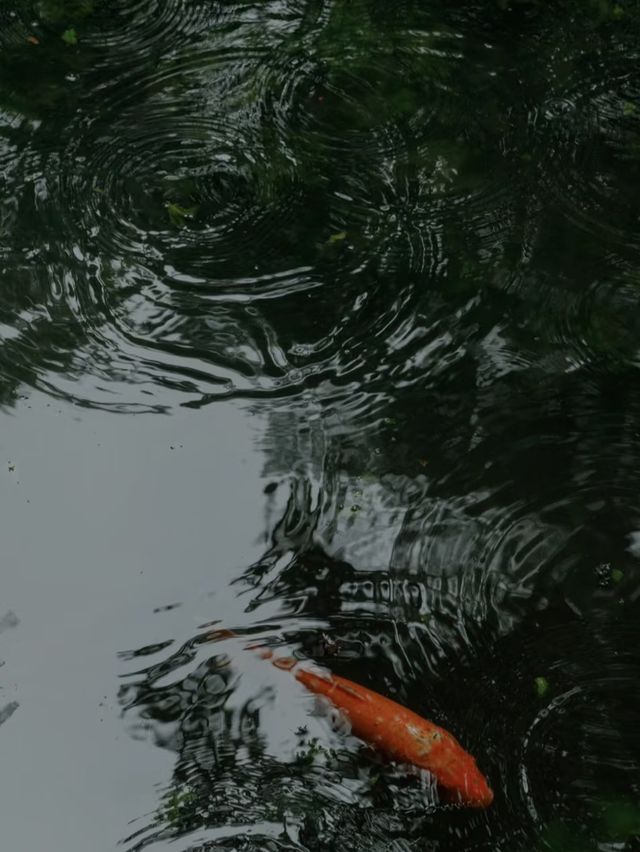 你是七月湖上的雨，也是江南的驚鴻客。