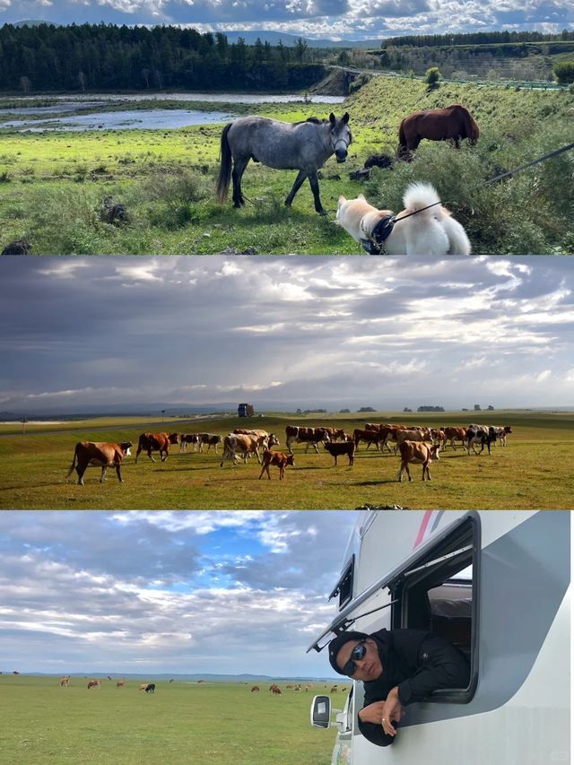毛孩家長錯過嘅新疆玩法寵物友善旅行指南