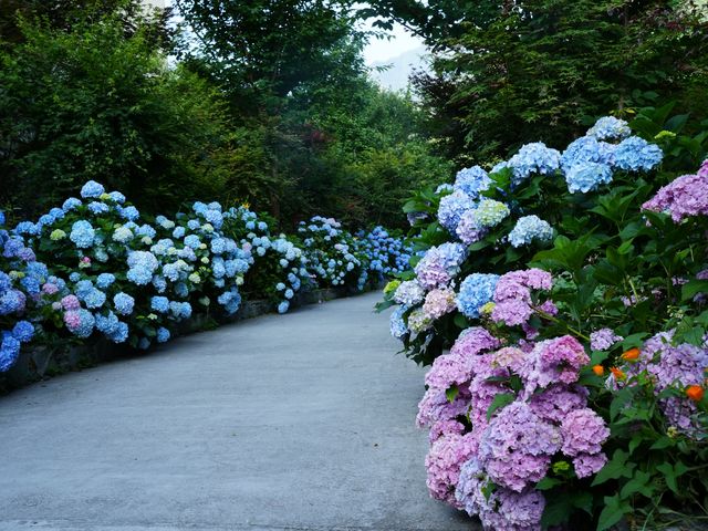 山間秘境，盛夏浪漫