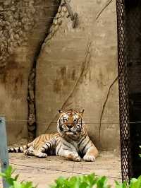 野性與和諧的邂逅——秦皇島野生動物園
