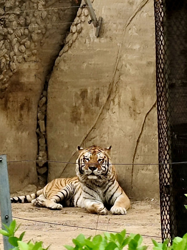 野性與和諧的邂逅——秦皇島野生動物園