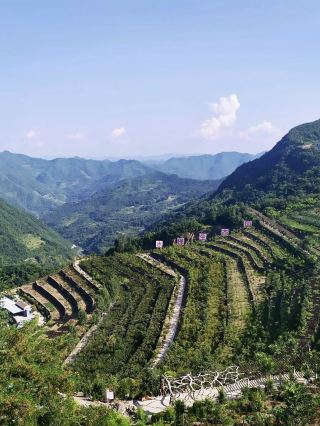 Tranh đồng quê đầy màu sắc, thơ ca đầy màu sắc của trang trại đầy màu sắc Baihe Tianbaoti