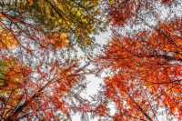 沉沒的水下威尼斯！皖南這片「碧波紅杉」美成地球副本（魔都