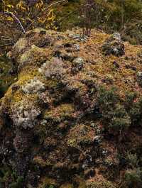 阿爾山•石塘林：踏足亞洲最大火山熔岩區