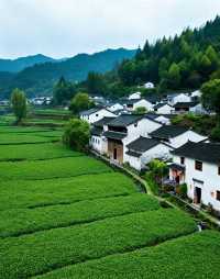 龍井村-茶鄉第一村|梯田茶園錯落有致，群山環抱間茶香彌漫