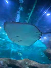 我在大連與企鵝撒嬌、在海底隧道被魟魚“撩”了