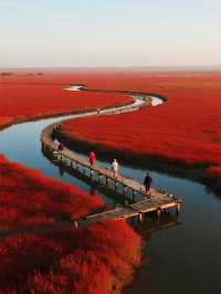盤錦紅海灘親子遊｜帶娃沉浸式探索紅灘濕地