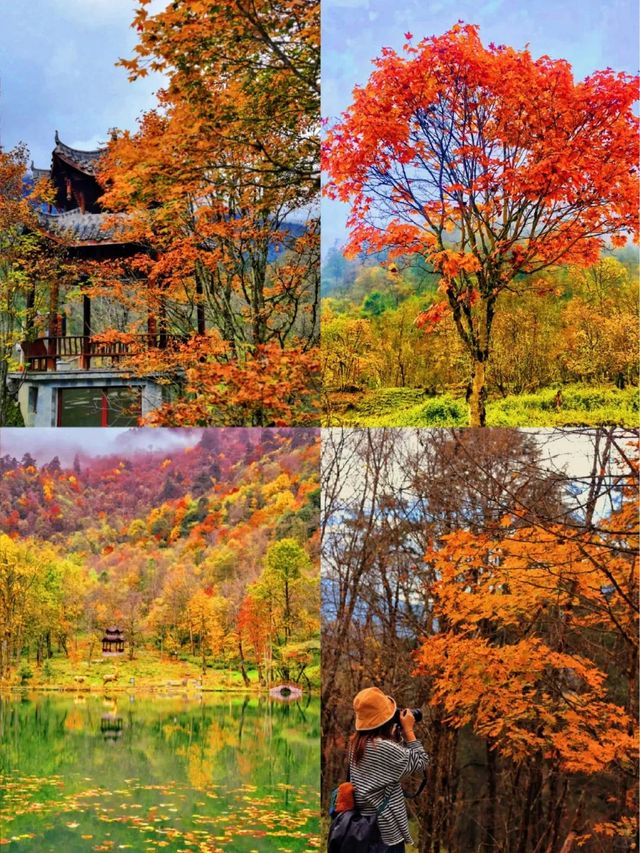 成都3h闖入喇叭河的秋日彩林童話世界