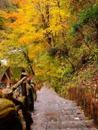 十萬畝紅葉漫山遍野，秦嶺的秋日盛宴正當時