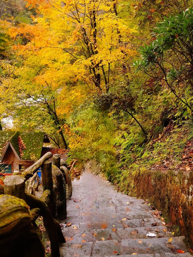 十萬畝紅葉漫山遍野，秦嶺的秋日盛宴正當時
