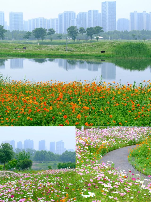 長沙秋日限定10月不能錯過的莫奈花園! 長沙秋日限定10月不能錯過的莫奈花園!