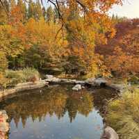  청도의 가을, 이 공원에서 모든 걱정이 사라졌어요 🍂