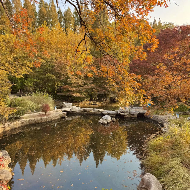  청도의 가을, 이 공원에서 모든 걱정이 사라졌어요 🍂