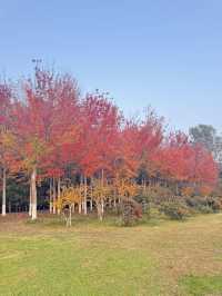 青島秋日漫遊｜把浪漫焊在山海間