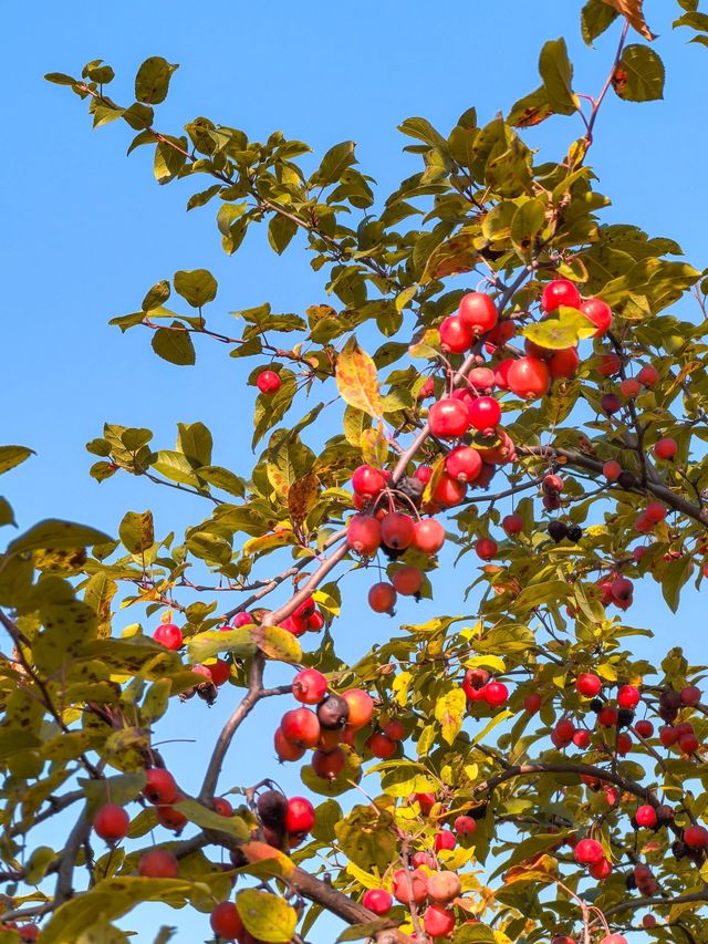 唐山人民公園賞楓攻略！市區10分鐘直達，紅葉紅成童話