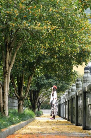 Здесь прошёл дождь из османтуса