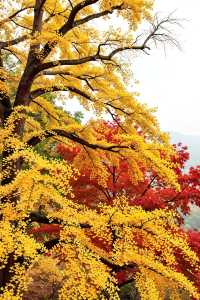 杭州臨安人少景美！指南村被我私藏了～江南版“喀納斯”超驚艷?