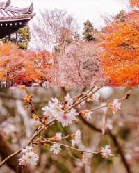 奈良秋季紅葉打卡指南收藏這篇就夠了！