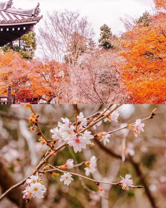 奈良秋季紅葉打卡指南收藏這篇就夠了！