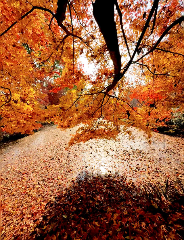 魔都上海的深秋初冬美到窒息徒步拍照聖地機位全公開! 魔都上海的深秋初冬美到窒息徒步拍照聖地機位全公開!