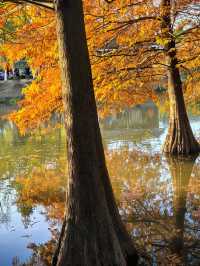 秋冬的燕雀湖美炸了～