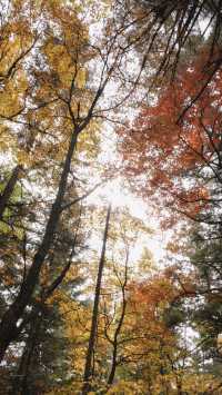 亞布力秋染五花山，暖居枕雪待晴光