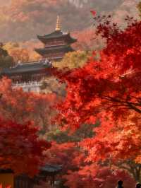 南京棲霞山秋日行｜漫山紅葉浸染金陵，邂逅最詩意的秋天